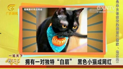 猫神被爆料黑历史视频,揭秘网络红人的真实面目  第3张